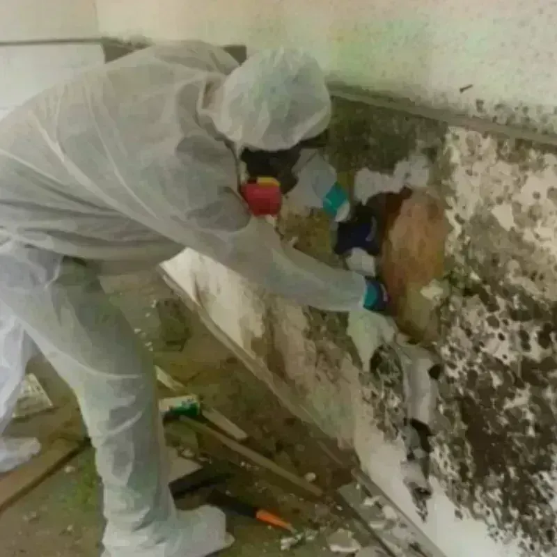 Mold Remediation and Removal in Graniteville, SC